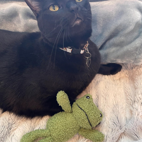 Catnip Lnfused Durable Cat Toy